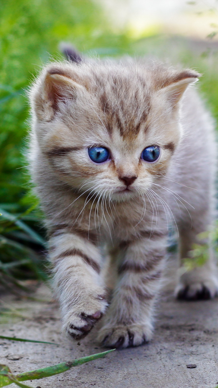 Brown Tabby Kitten on Gray Concrete Floor. Wallpaper in 750x1334 Resolution