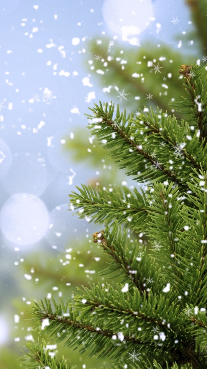 Green Pine Tree With White and Blue Lights. Wallpaper in 720x1280 Resolution