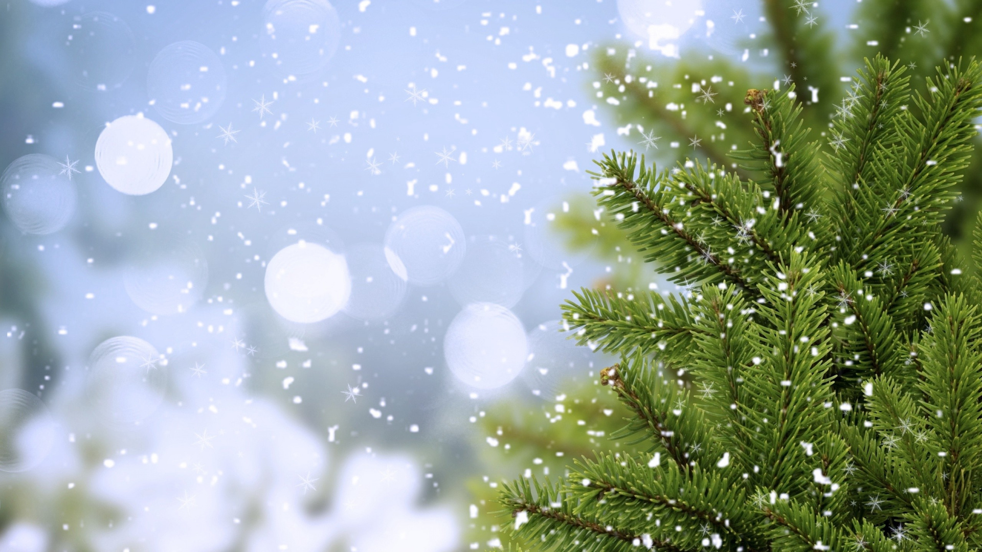 Fir, 阳光, 天空, 松树林, 松的家庭 壁纸 1920x1080 允许