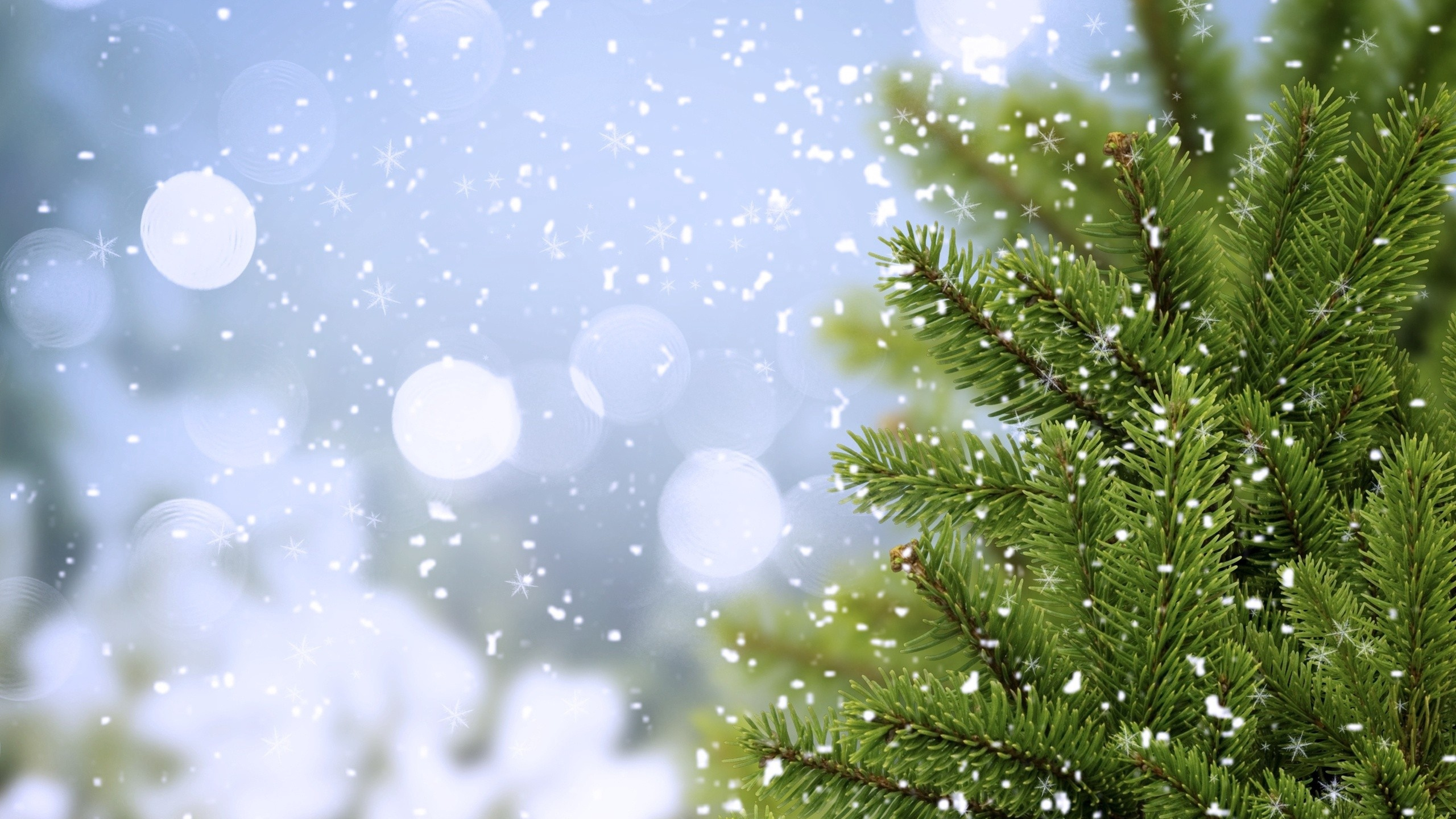 Fir, 阳光, 天空, 松树林, 松的家庭 壁纸 2560x1440 允许