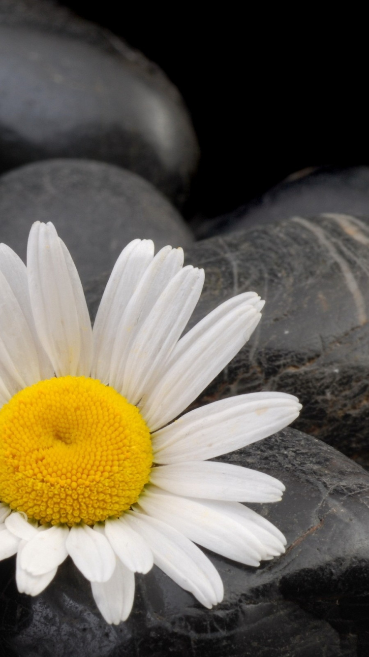 White Daisy on Black Leather Textile. Wallpaper in 750x1334 Resolution