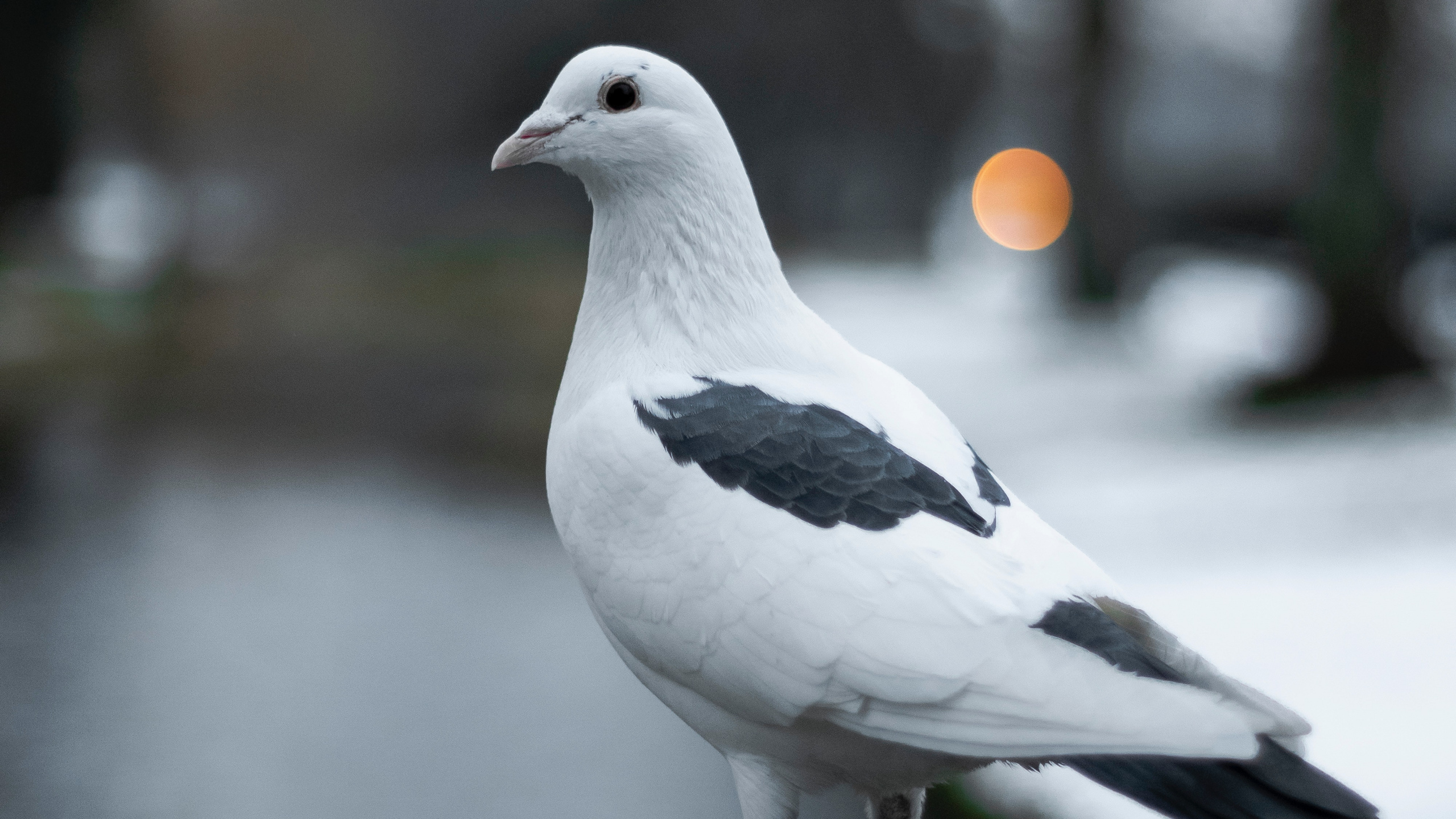 White and Black Bird on Gray Surface. Wallpaper in 2560x1440 Resolution