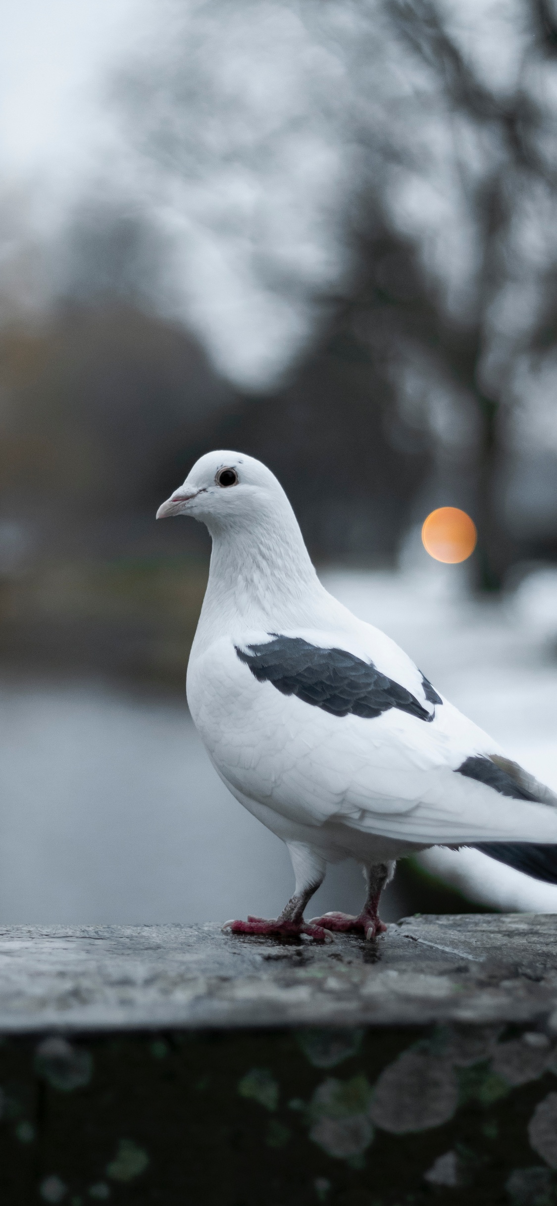 Weißer Und Schwarzer Vogel Auf Grauer Oberfläche. Wallpaper in 1125x2436 Resolution