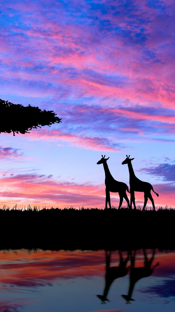 Silhouette de 2 Personne Debout Sur Terrain en Herbe Pendant le Coucher du Soleil. Wallpaper in 720x1280 Resolution