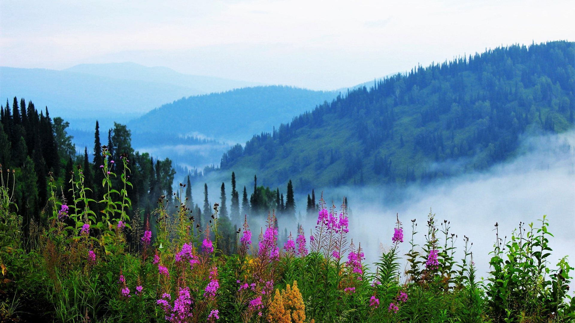 Purple Flowers Near Lake During Daytime. Wallpaper in 1920x1080 Resolution