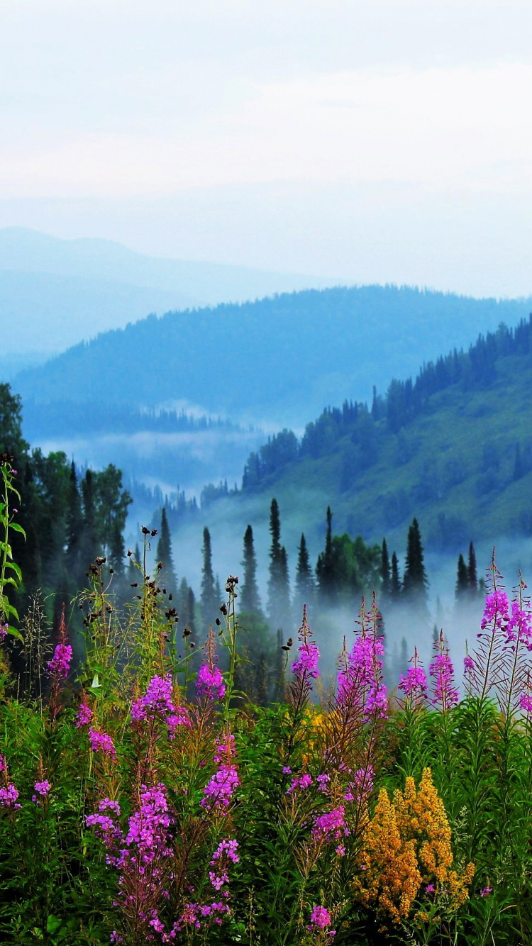 Purple Flowers Near Lake During Daytime. Wallpaper in 750x1334 Resolution