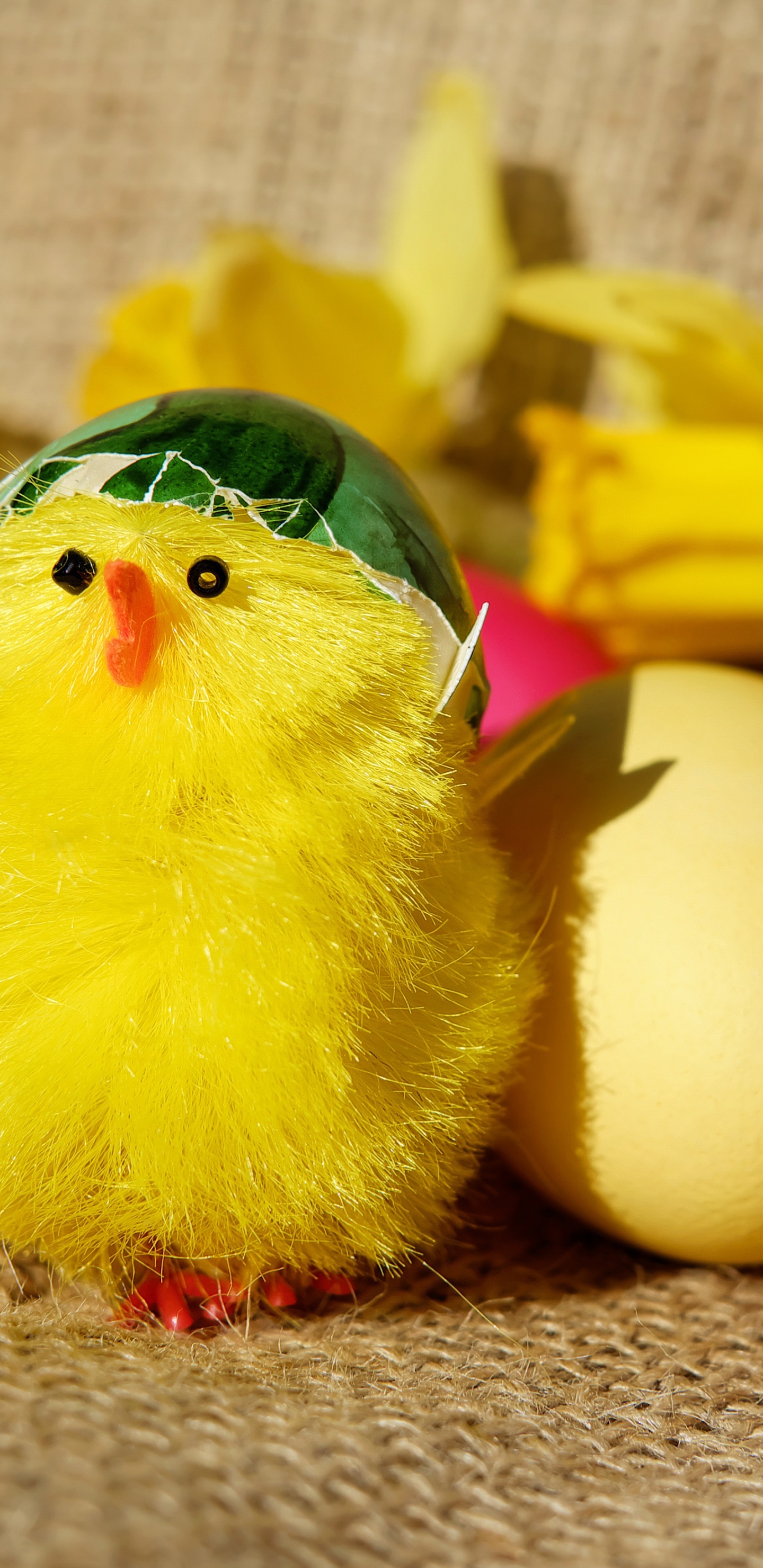 Pollo, Amarillo, Huevo, Huevo de Pascua, Pascua. Wallpaper in 1440x2960 Resolution