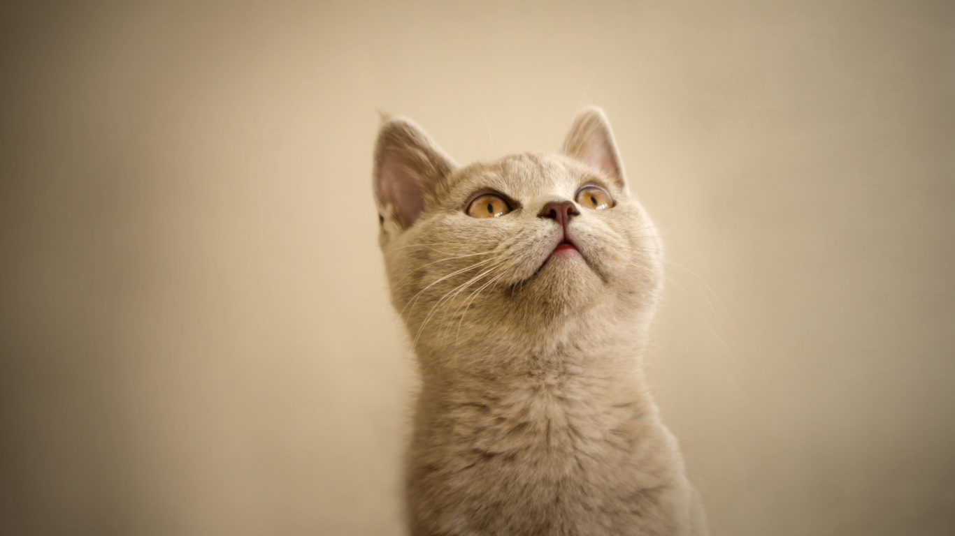 Chat Blanc en Photographie Rapprochée. Wallpaper in 1366x768 Resolution