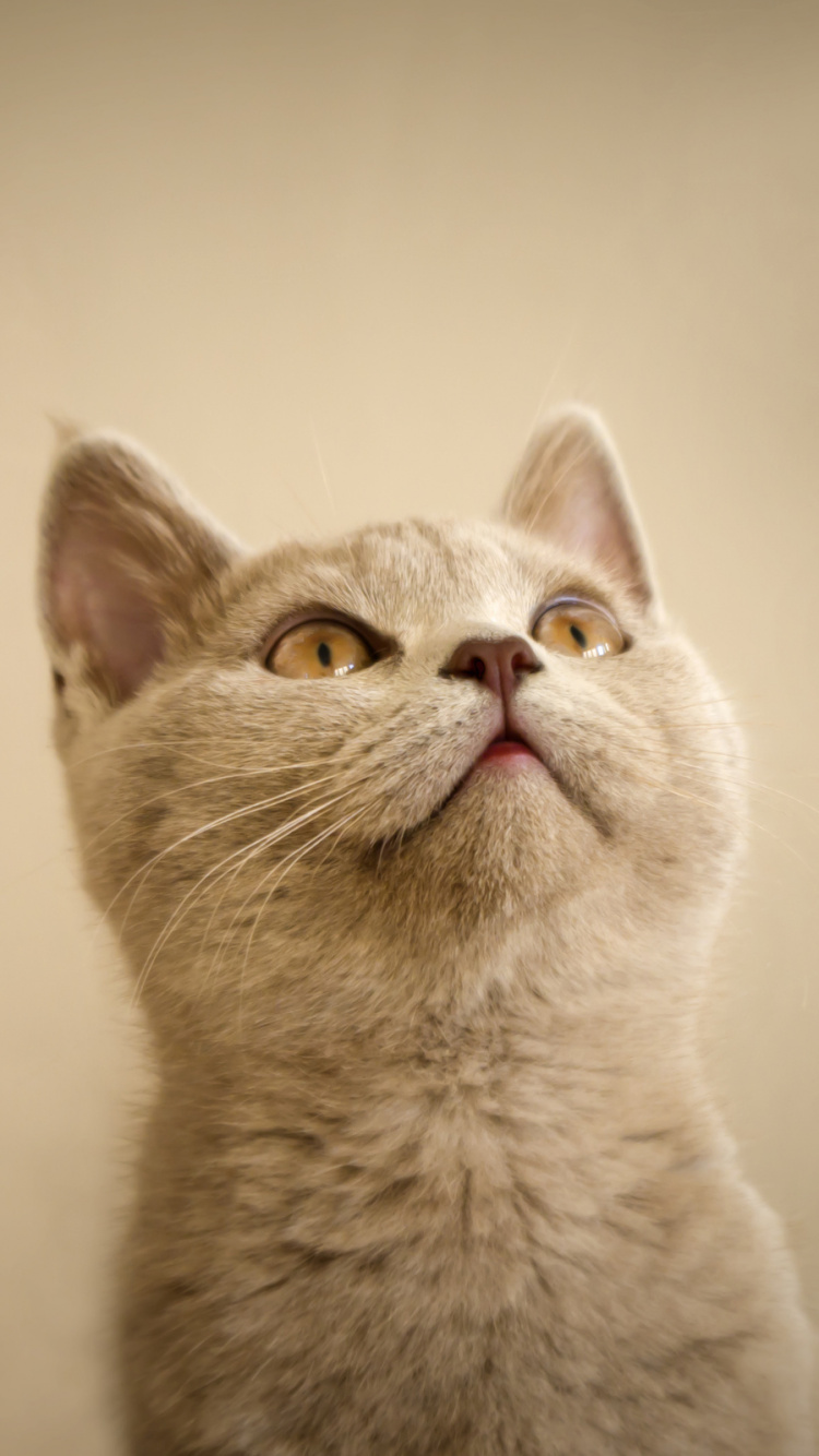 White Cat in Close up Photography. Wallpaper in 750x1334 Resolution