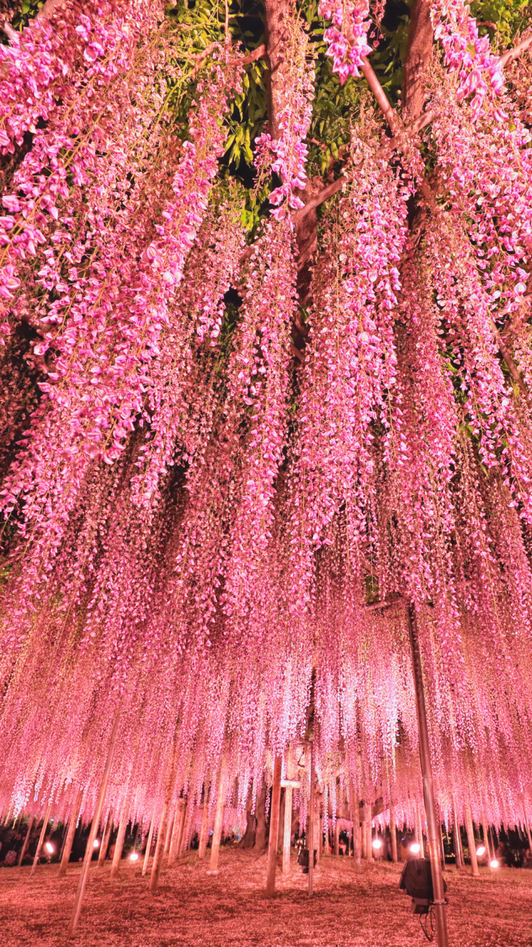 Luz Púrpura y Blanca Sobre Superficie de Madera Marrón.. Wallpaper in 750x1334 Resolution