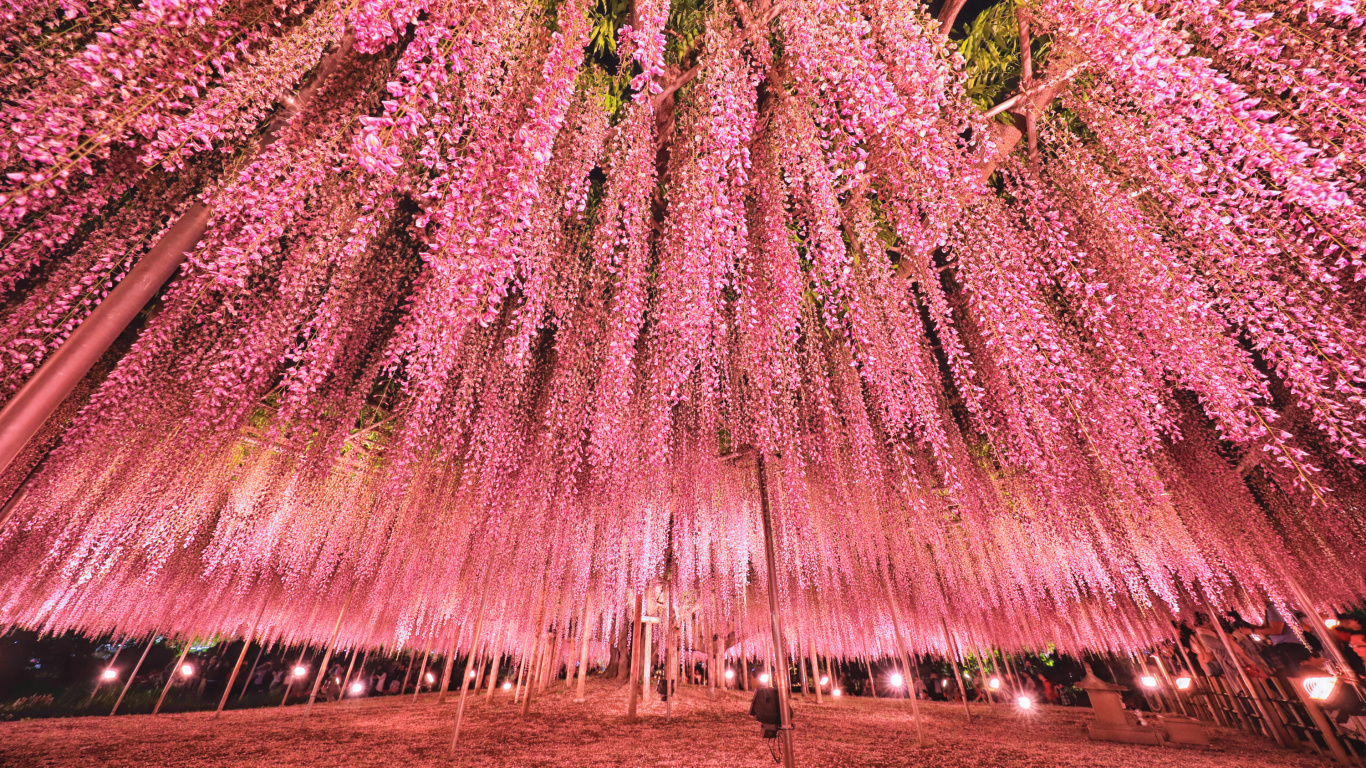 东京, 粉红色, 品红色, 花园, 颜色 壁纸 1366x768 允许