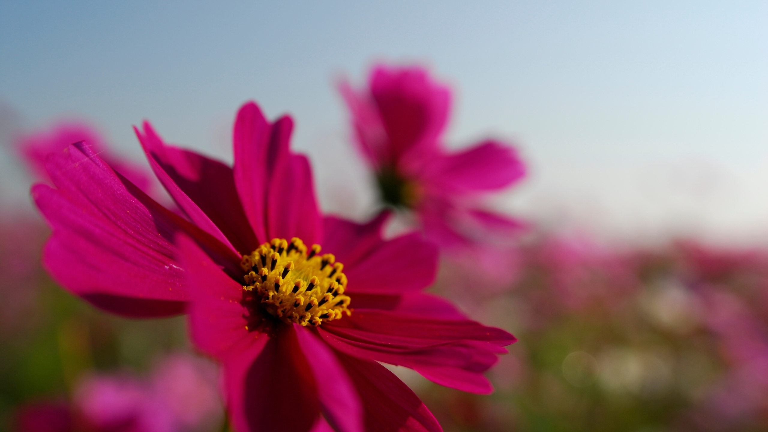Rosa Blume in Tilt-Shift-Linse. Wallpaper in 2560x1440 Resolution