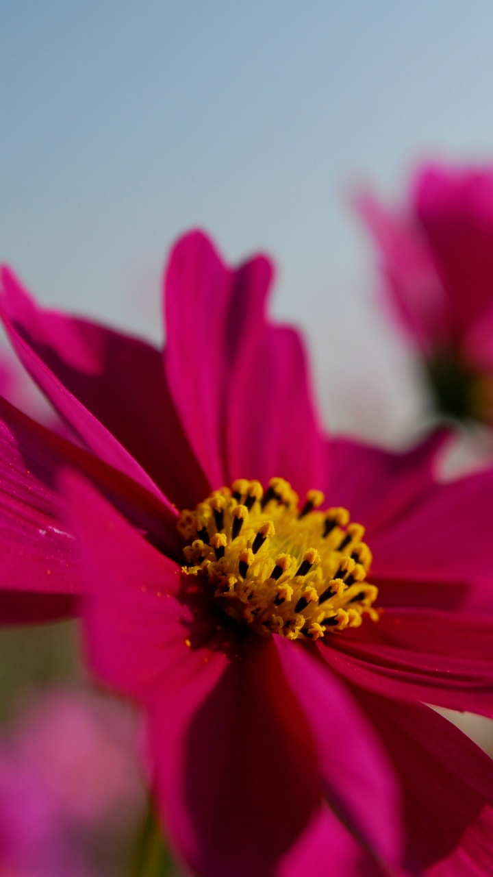 Rosa Blume in Tilt-Shift-Linse. Wallpaper in 720x1280 Resolution