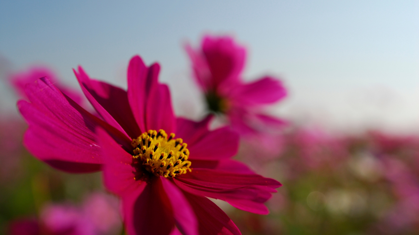 Fleur Rose Dans L'objectif à Basculement. Wallpaper in 1366x768 Resolution