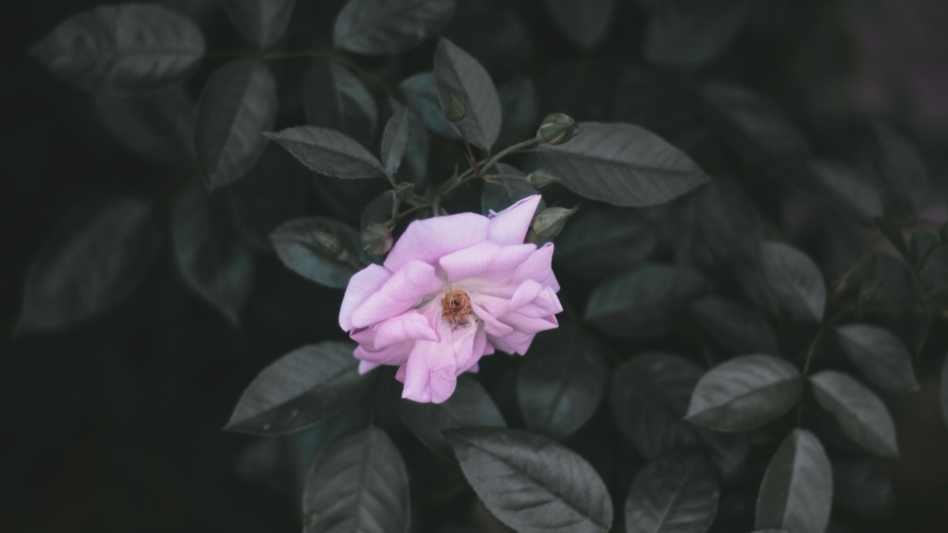 Pink Flower in Black Background. Wallpaper in 1366x768 Resolution
