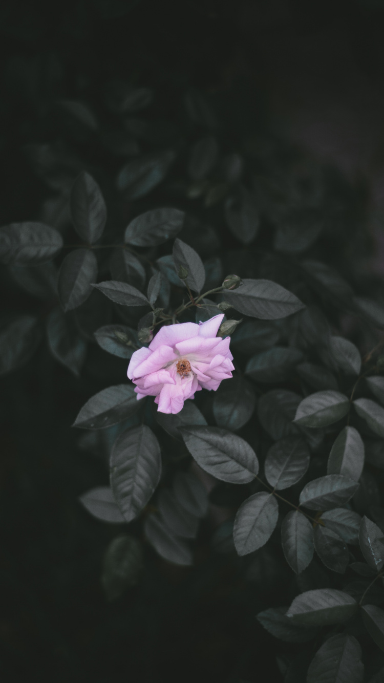 Pink Flower in Black Background. Wallpaper in 750x1334 Resolution