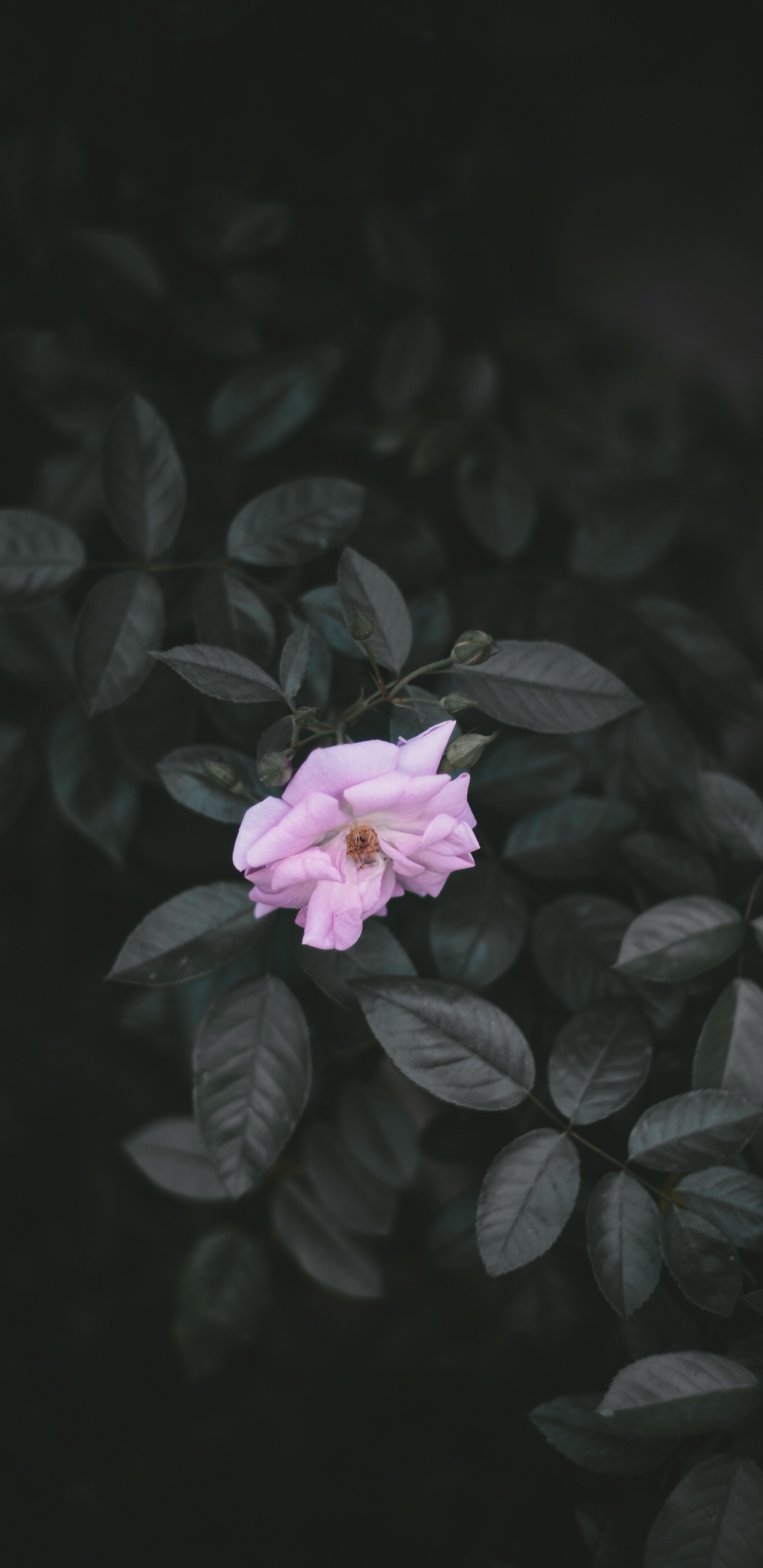 Fleur Rose Sur Fond Noir. Wallpaper in 1440x2960 Resolution