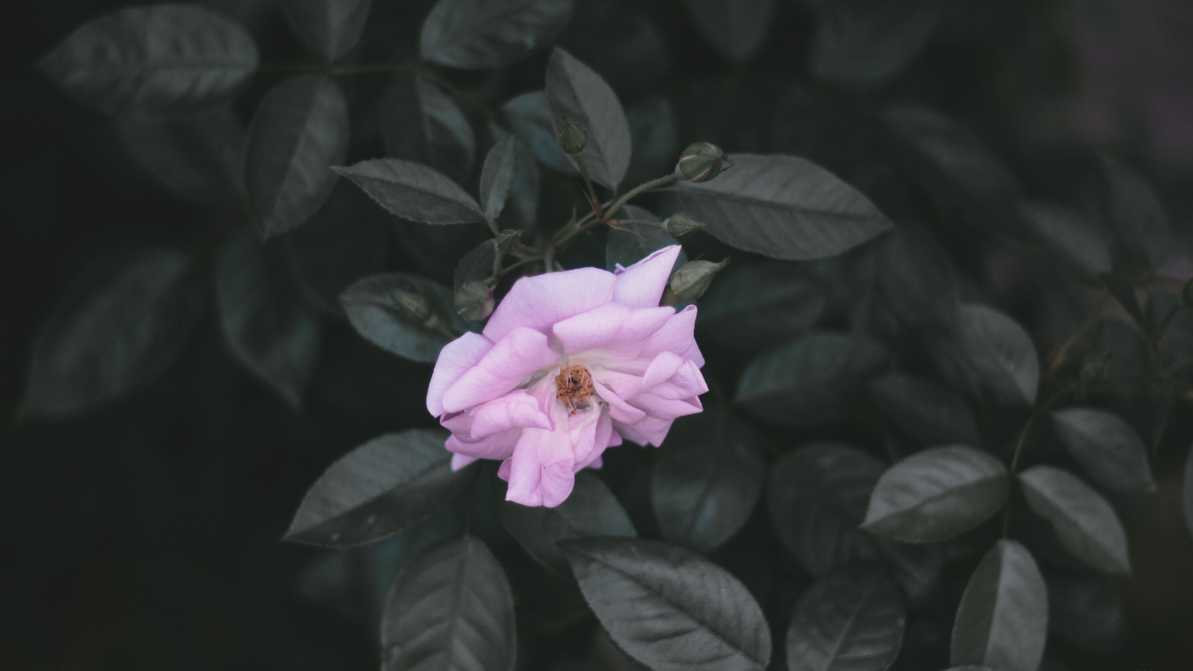 Fleur Rose Sur Fond Noir. Wallpaper in 3840x2160 Resolution