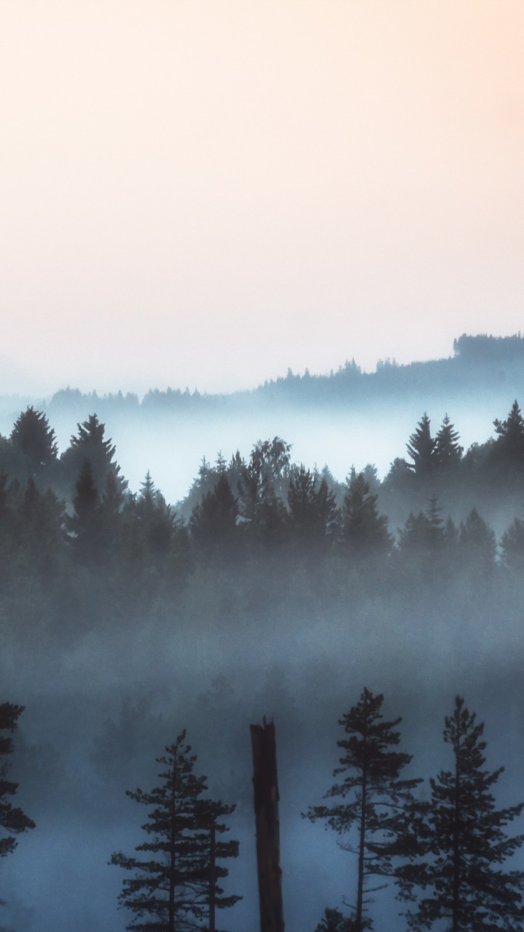 Grüne Bäume Mit Nebel Bedeckt. Wallpaper in 750x1334 Resolution