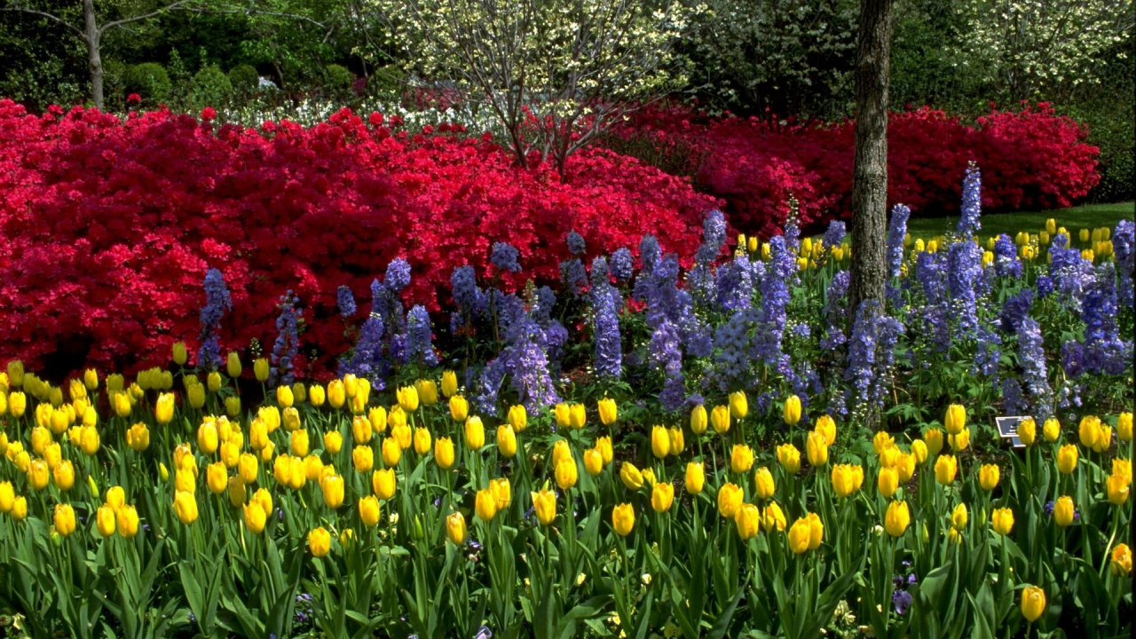 Rotes Gelbes Und Rosa Blumenfeld. Wallpaper in 1280x720 Resolution