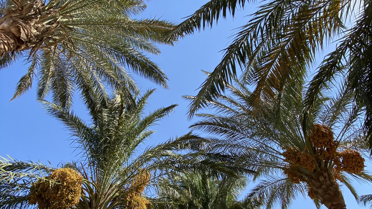 Date Palm, Babassu, Nature, Tree, Woody Plant. Wallpaper in 1280x720 Resolution