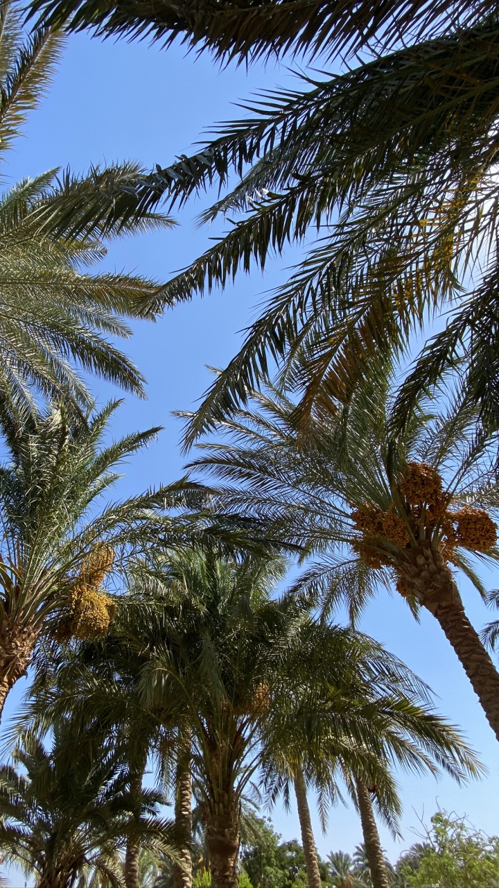 Date Palm, Babassu, Nature, Tree, Woody Plant. Wallpaper in 720x1280 Resolution