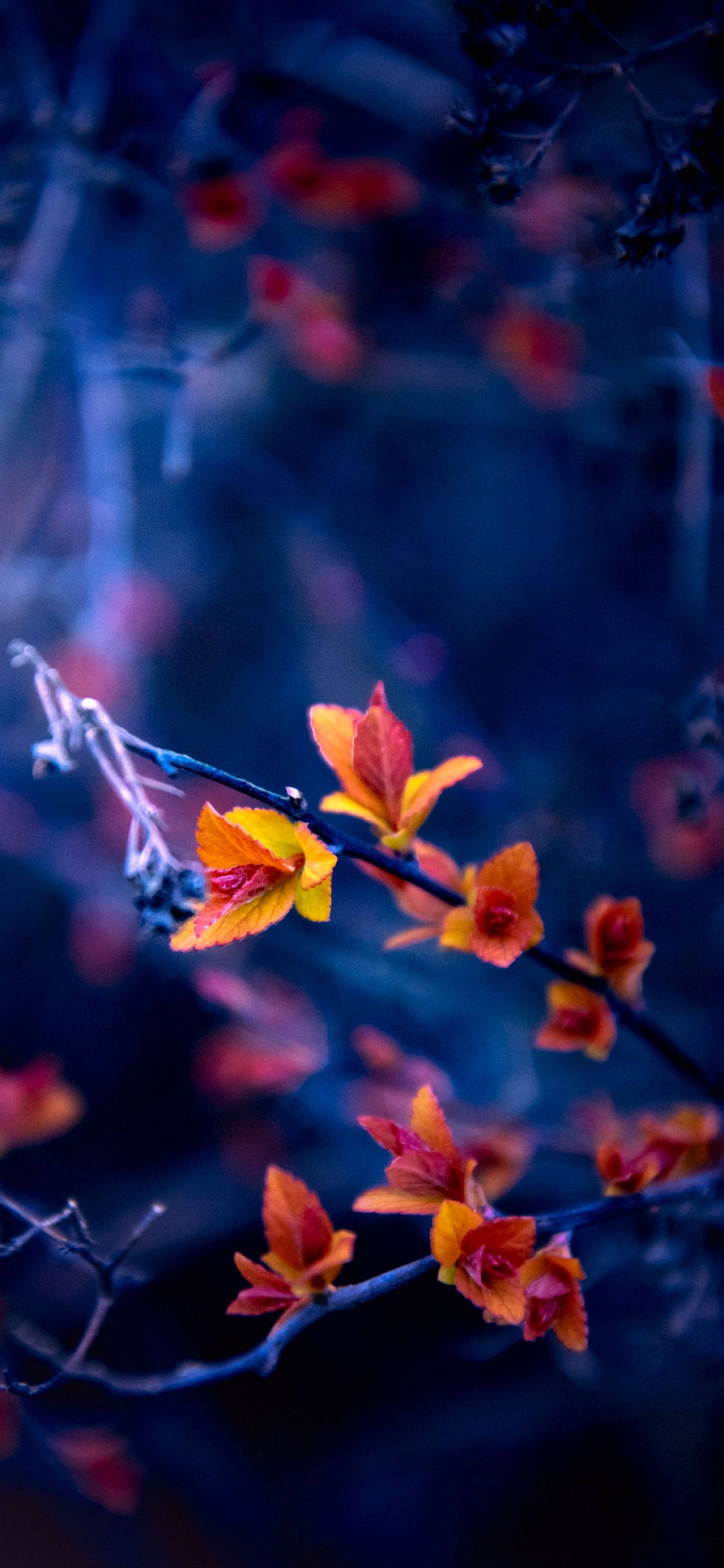 Natur, Blatt, Blütenblatt, Branch, Orange. Wallpaper in 1125x2436 Resolution