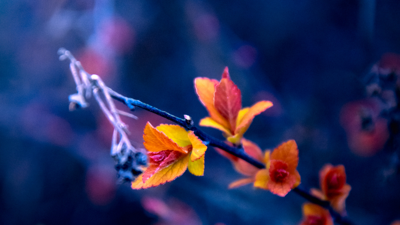 Natur, Blatt, Blütenblatt, Branch, Orange. Wallpaper in 1280x720 Resolution