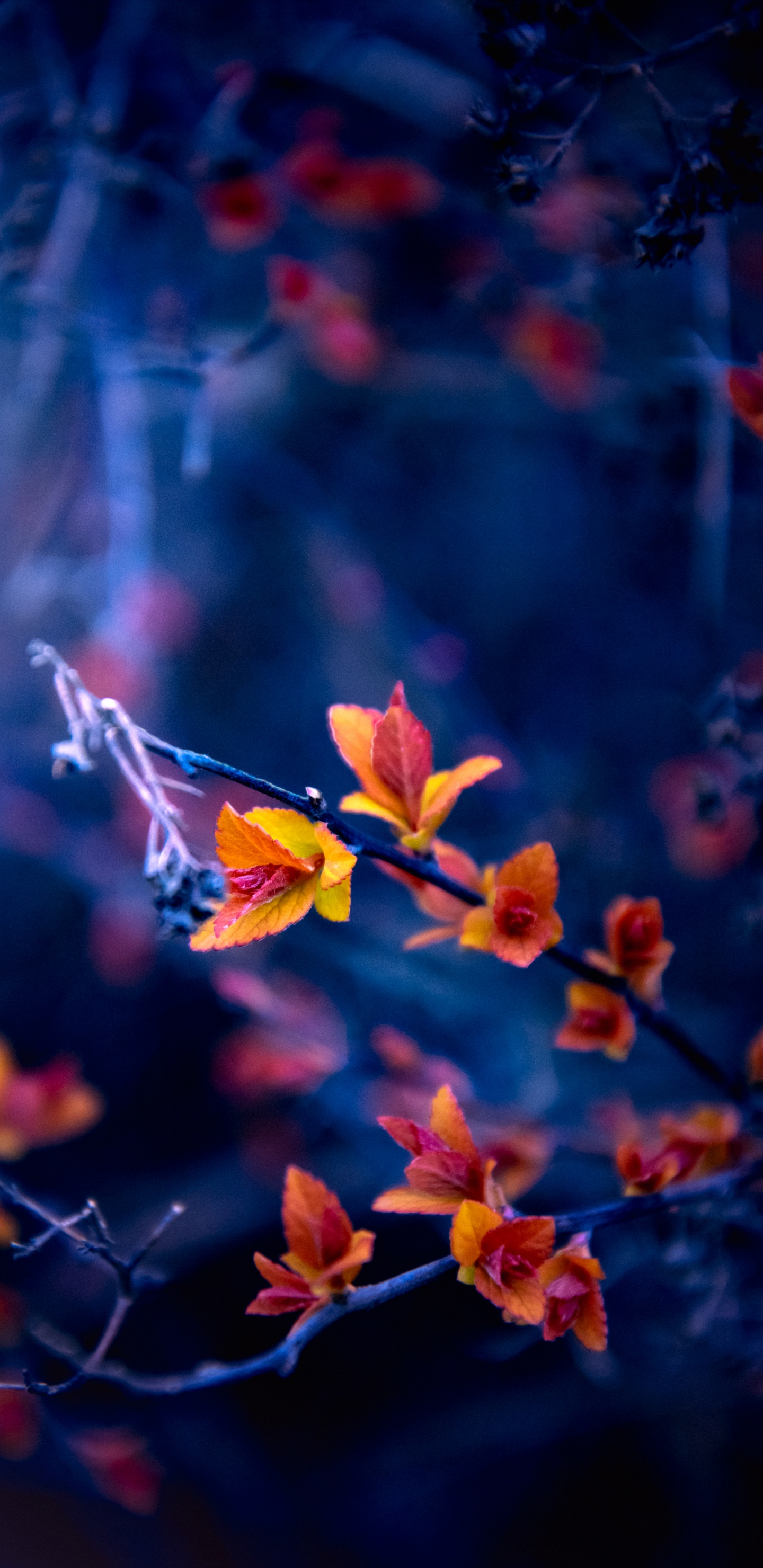 Natur, Blatt, Blütenblatt, Branch, Orange. Wallpaper in 1440x2960 Resolution