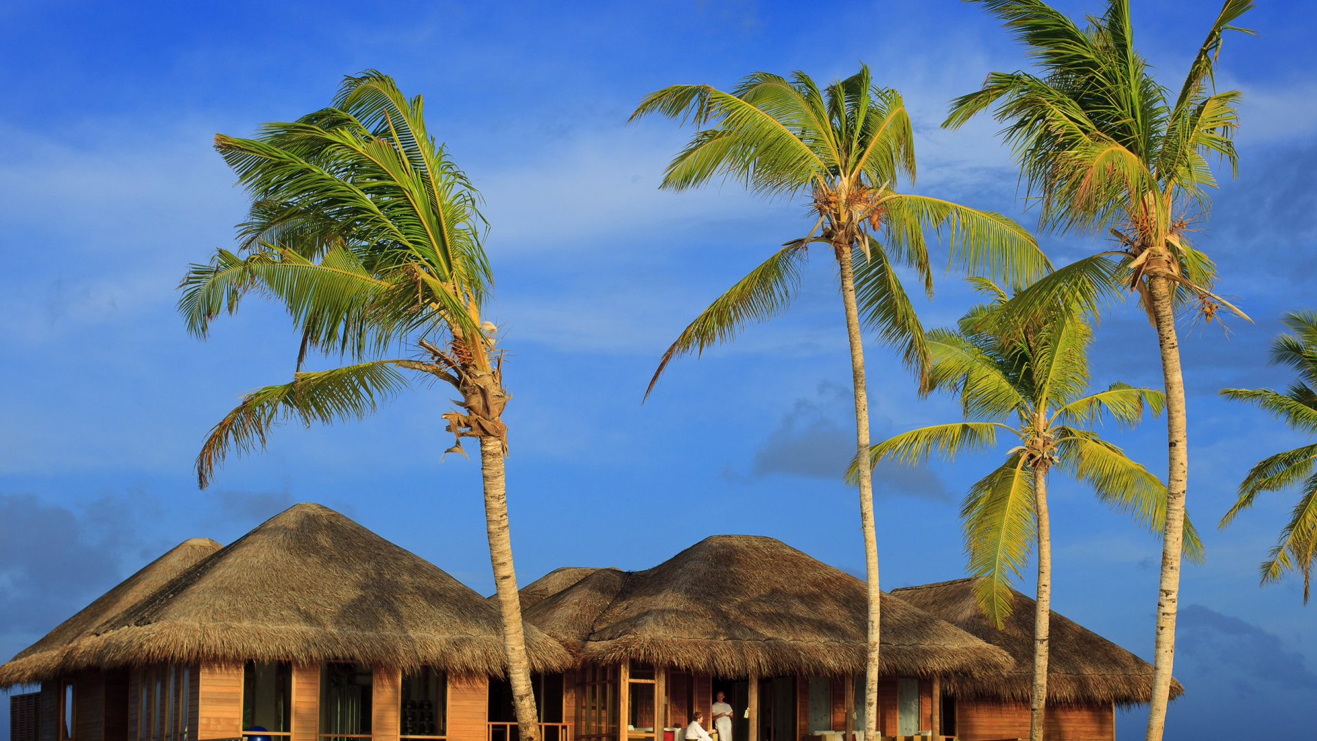Brown Wooden House Near Palm Tree During Daytime. Wallpaper in 1920x1080 Resolution