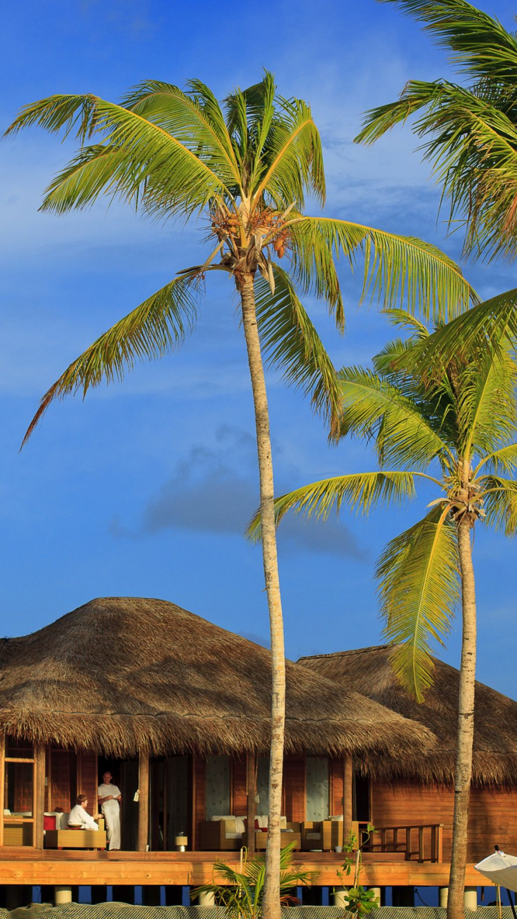 Brown Wooden House Near Palm Tree During Daytime. Wallpaper in 750x1334 Resolution