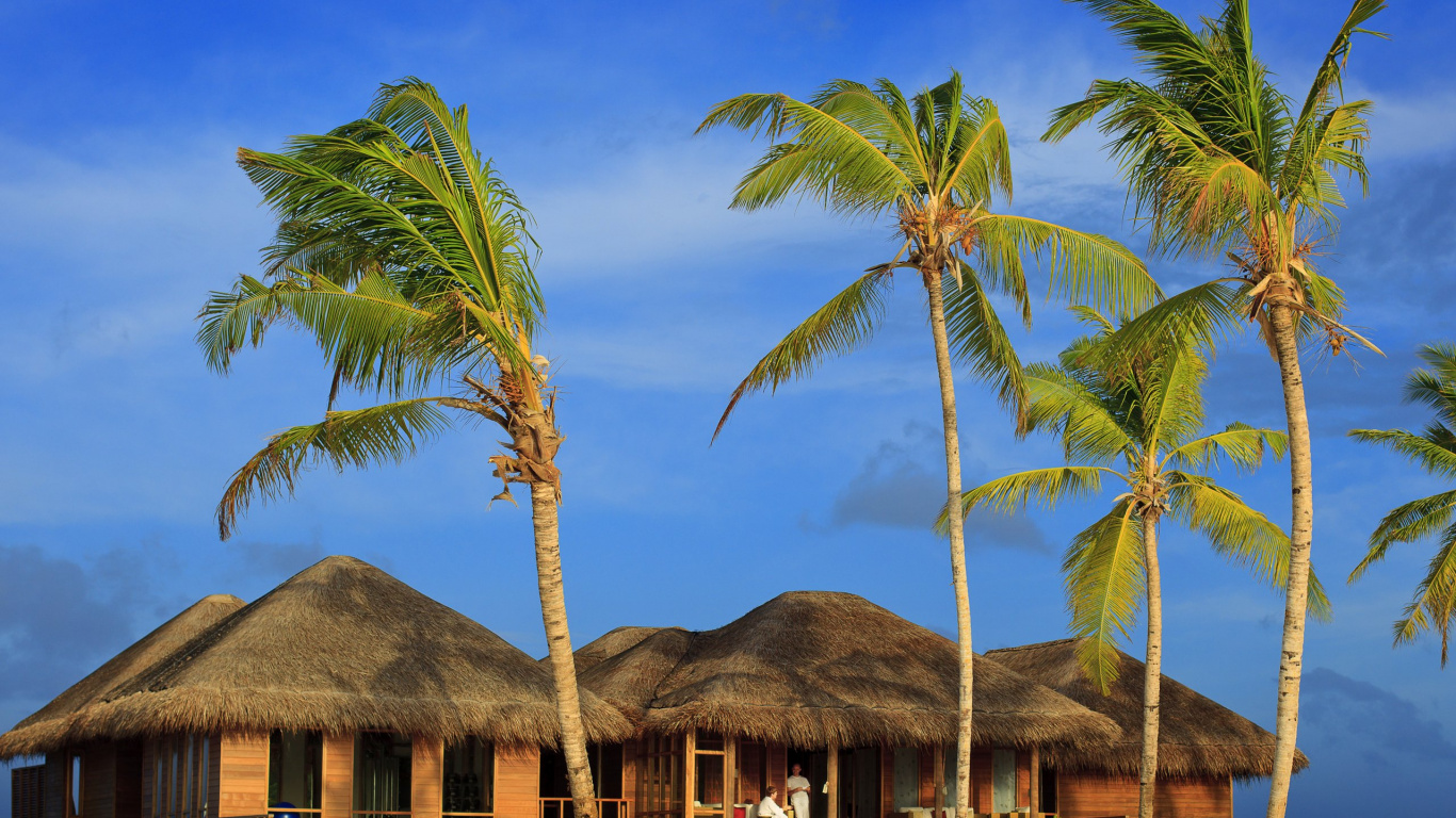 Maison en Bois Brune Près de Palmier Pendant la Journée. Wallpaper in 1366x768 Resolution