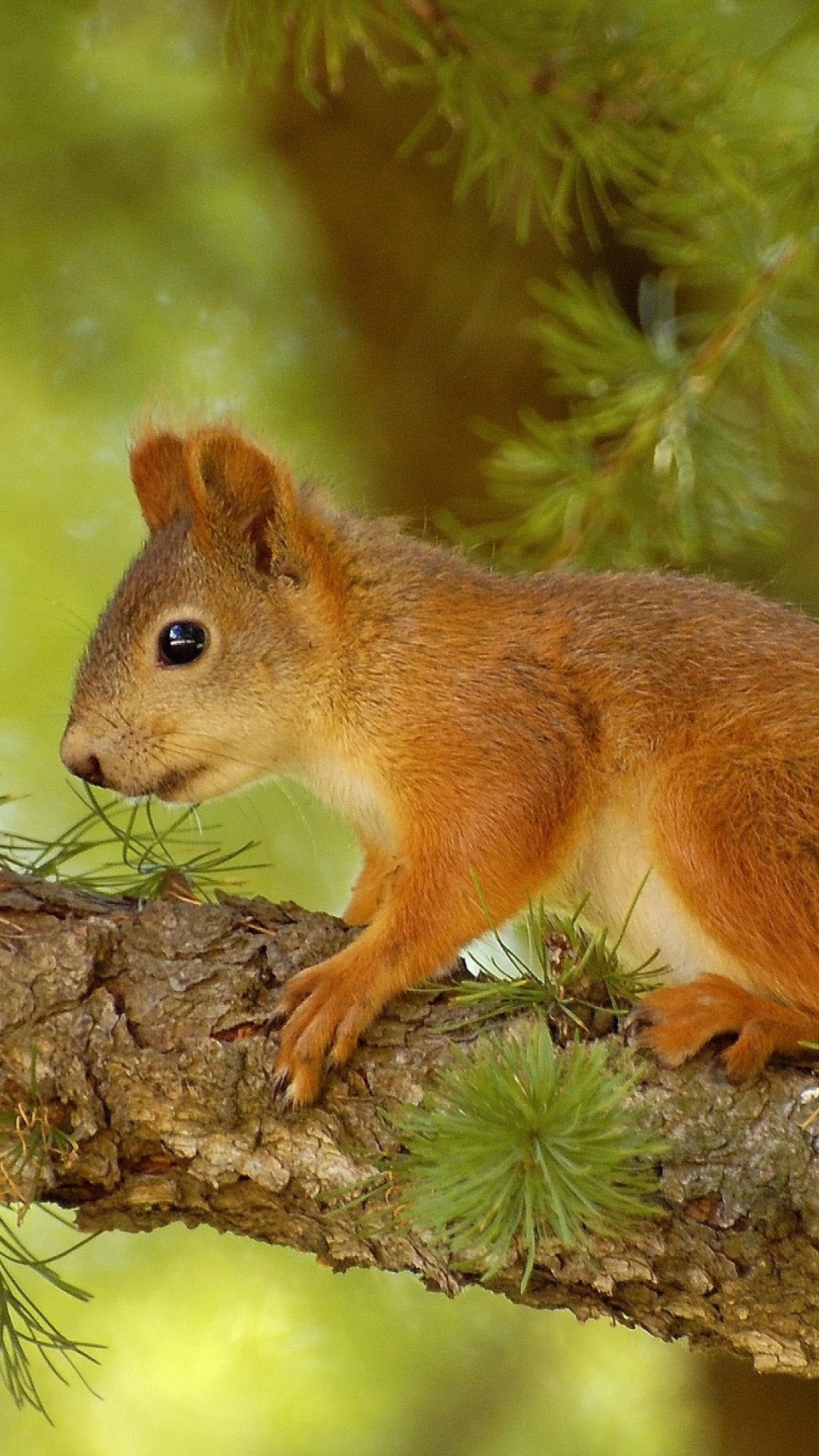 Écureuil Brun Sur Une Branche D'arbre Brun Pendant la Journée. Wallpaper in 1080x1920 Resolution