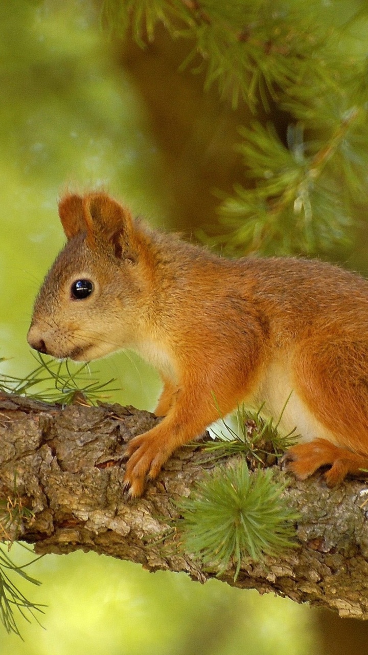 Écureuil Brun Sur Une Branche D'arbre Brun Pendant la Journée. Wallpaper in 720x1280 Resolution