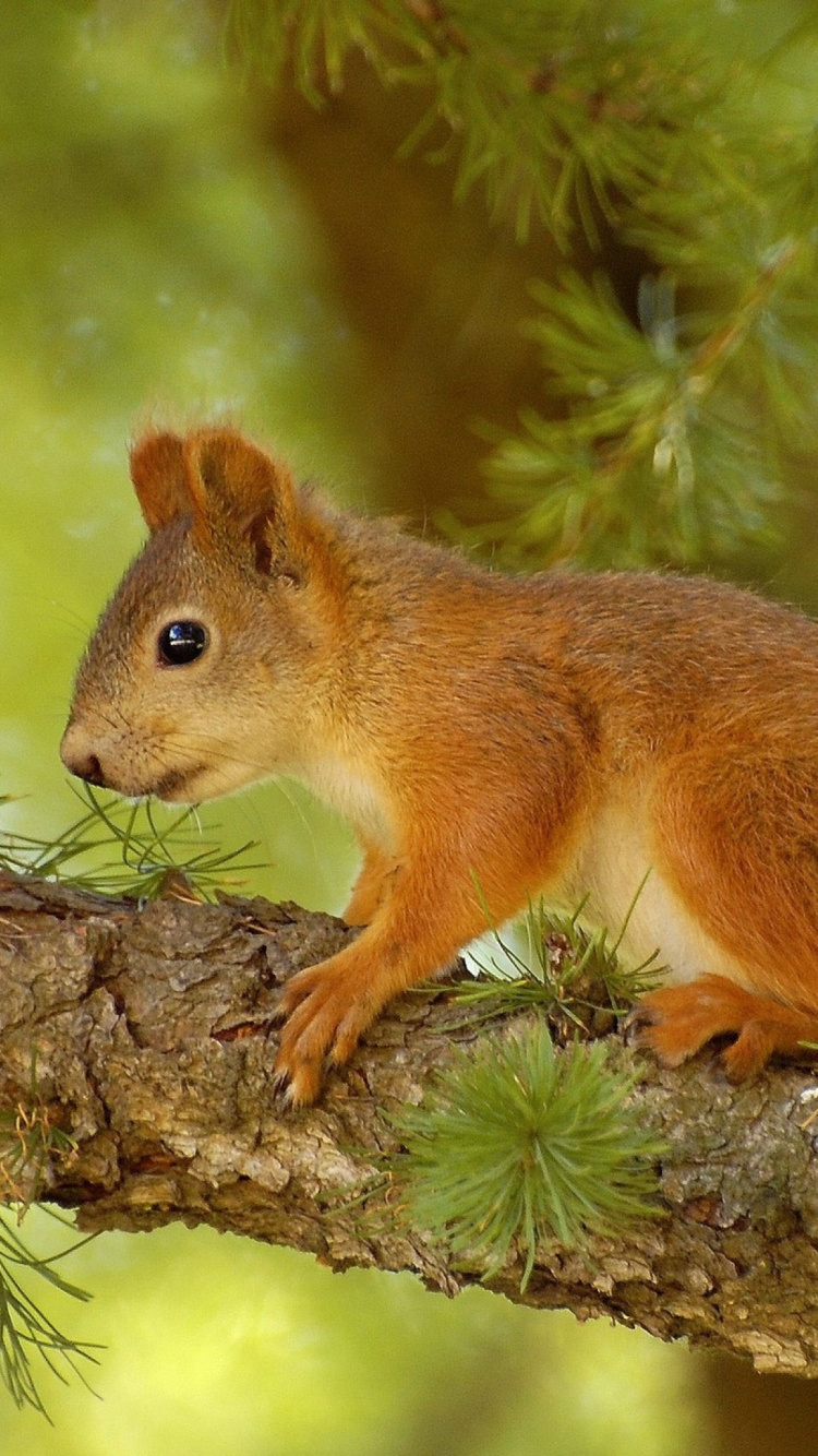 Écureuil Brun Sur Une Branche D'arbre Brun Pendant la Journée. Wallpaper in 750x1334 Resolution