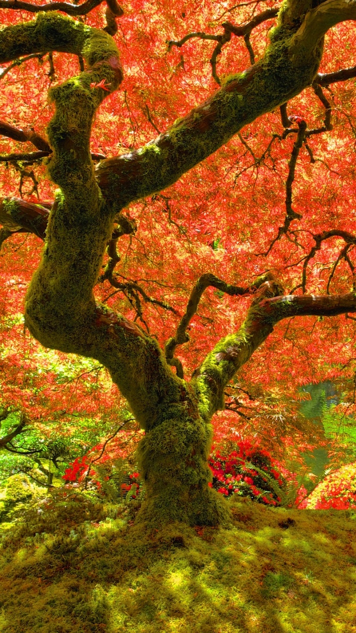 Tagsüber Rote Und Grüne Bäume. Wallpaper in 720x1280 Resolution