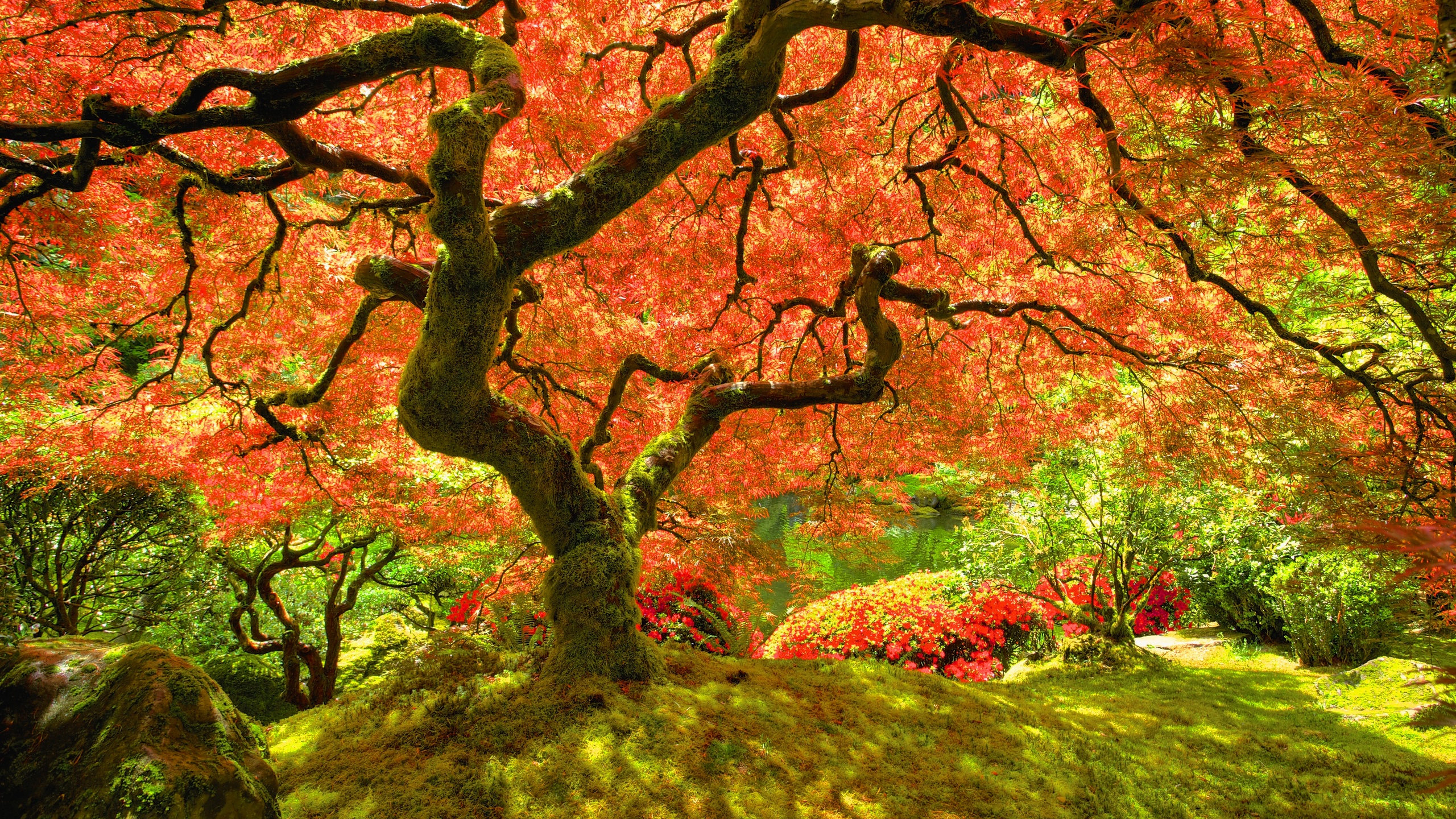 Árboles Rojos y Verdes Durante el Día. Wallpaper in 2560x1440 Resolution