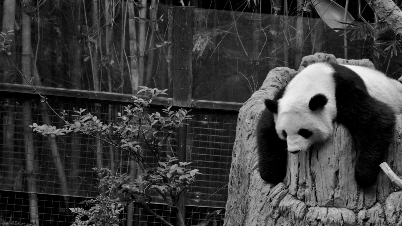 Foto en Escala de Grises Del Oso Panda. Wallpaper in 1366x768 Resolution