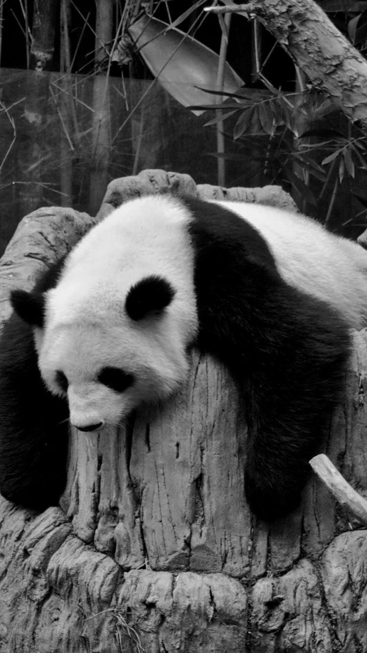 Graustufenfoto Von Pandabär. Wallpaper in 750x1334 Resolution