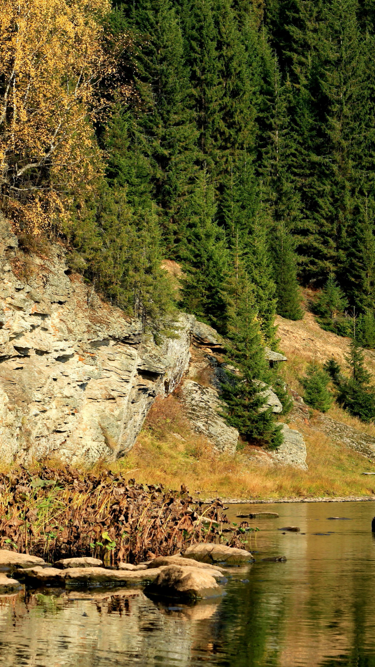 性质, 反射, 银行, 自然保护区, 荒野 壁纸 750x1334 允许