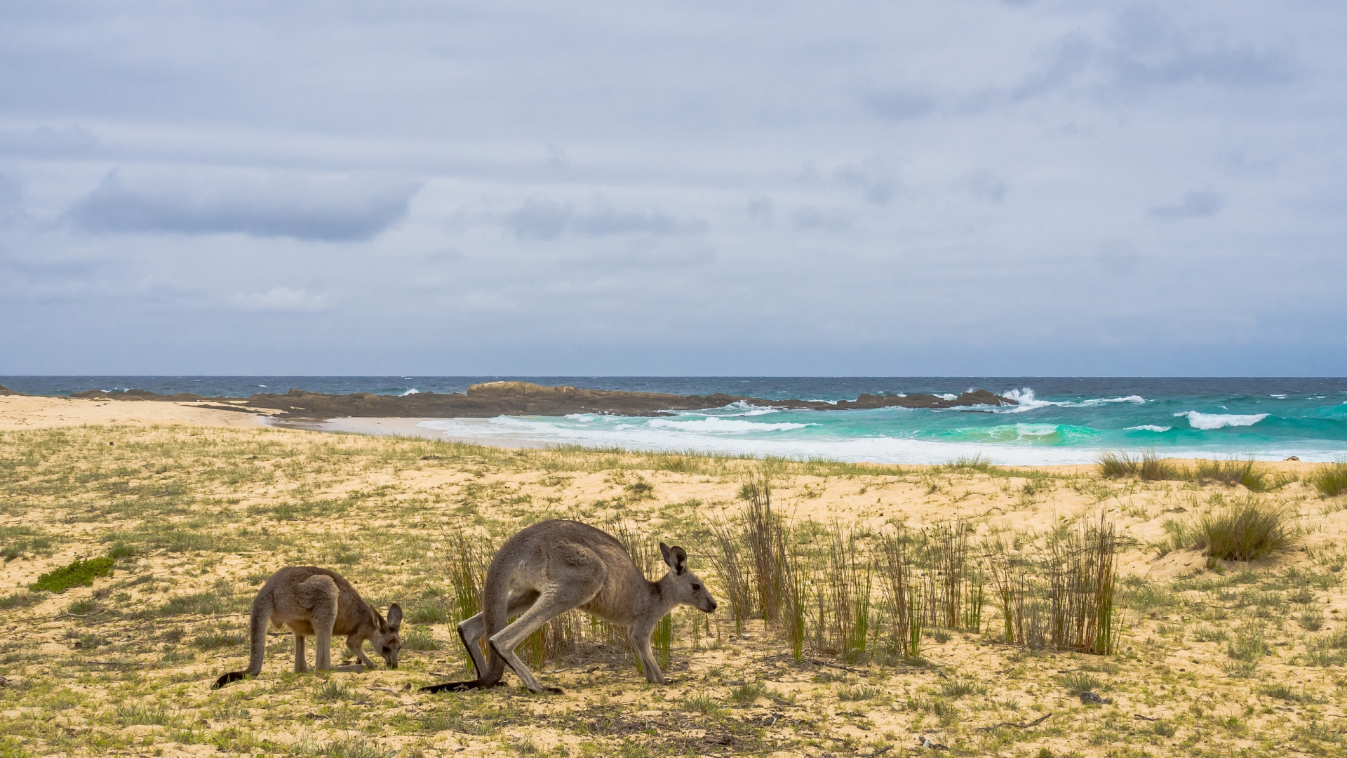 Kangaroo on Beach During Daytime. Wallpaper in 1920x1080 Resolution