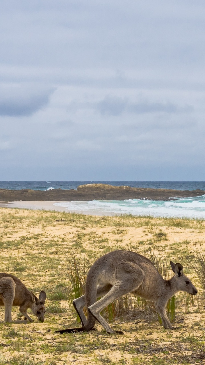 Kangaroo on Beach During Daytime. Wallpaper in 720x1280 Resolution