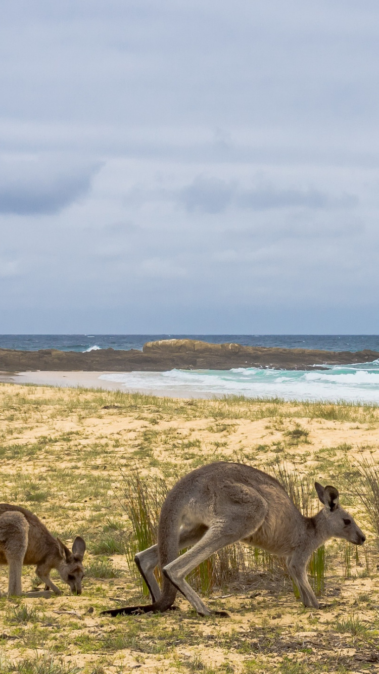 Kangaroo on Beach During Daytime. Wallpaper in 750x1334 Resolution