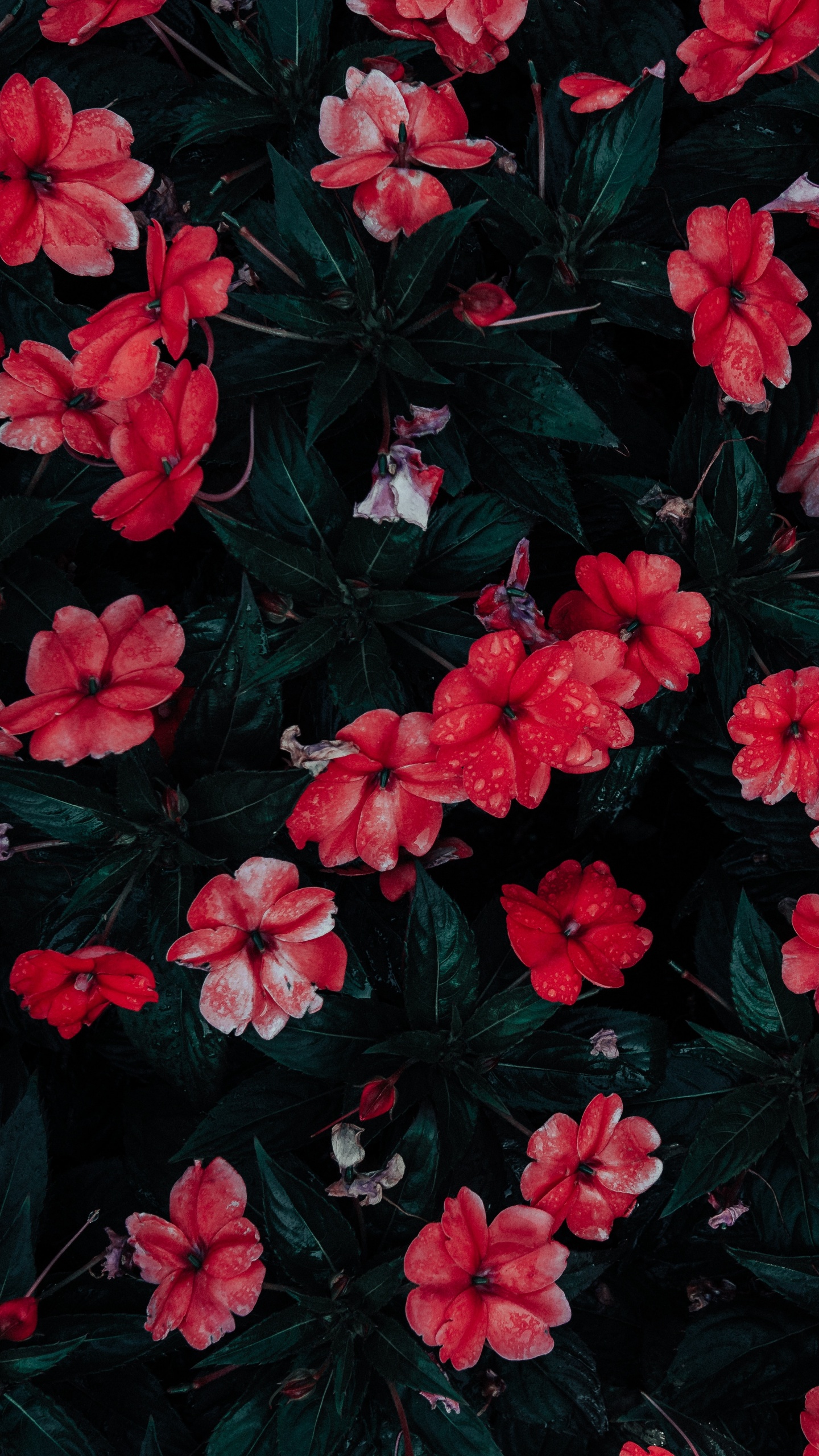 Flores Rojas Con Hojas Verdes. Wallpaper in 1440x2560 Resolution