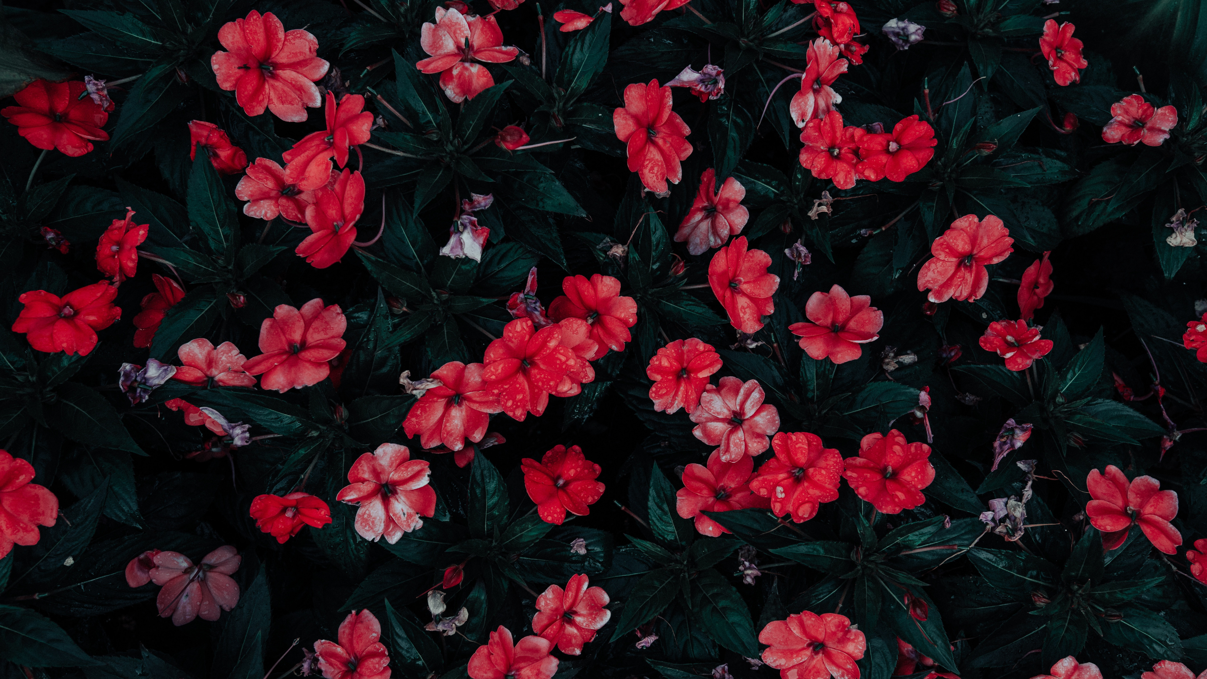 Red Flowers With Green Leaves. Wallpaper in 3840x2160 Resolution