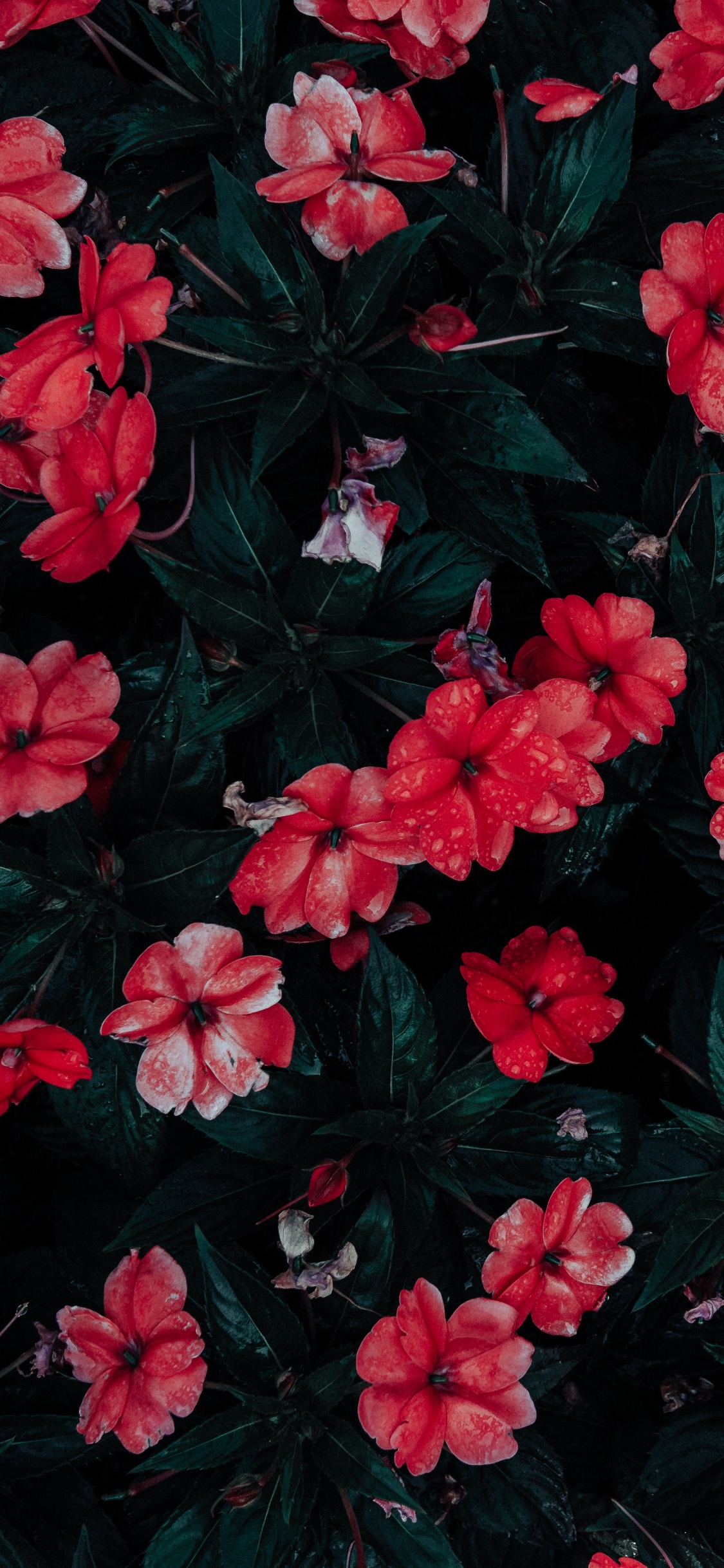 Fleurs Rouges Avec Des Feuilles Vertes. Wallpaper in 1125x2436 Resolution