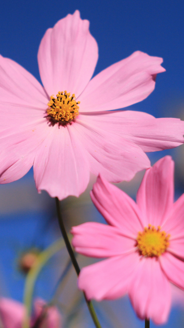 Rosa Blume in Tilt-Shift-Linse. Wallpaper in 750x1334 Resolution