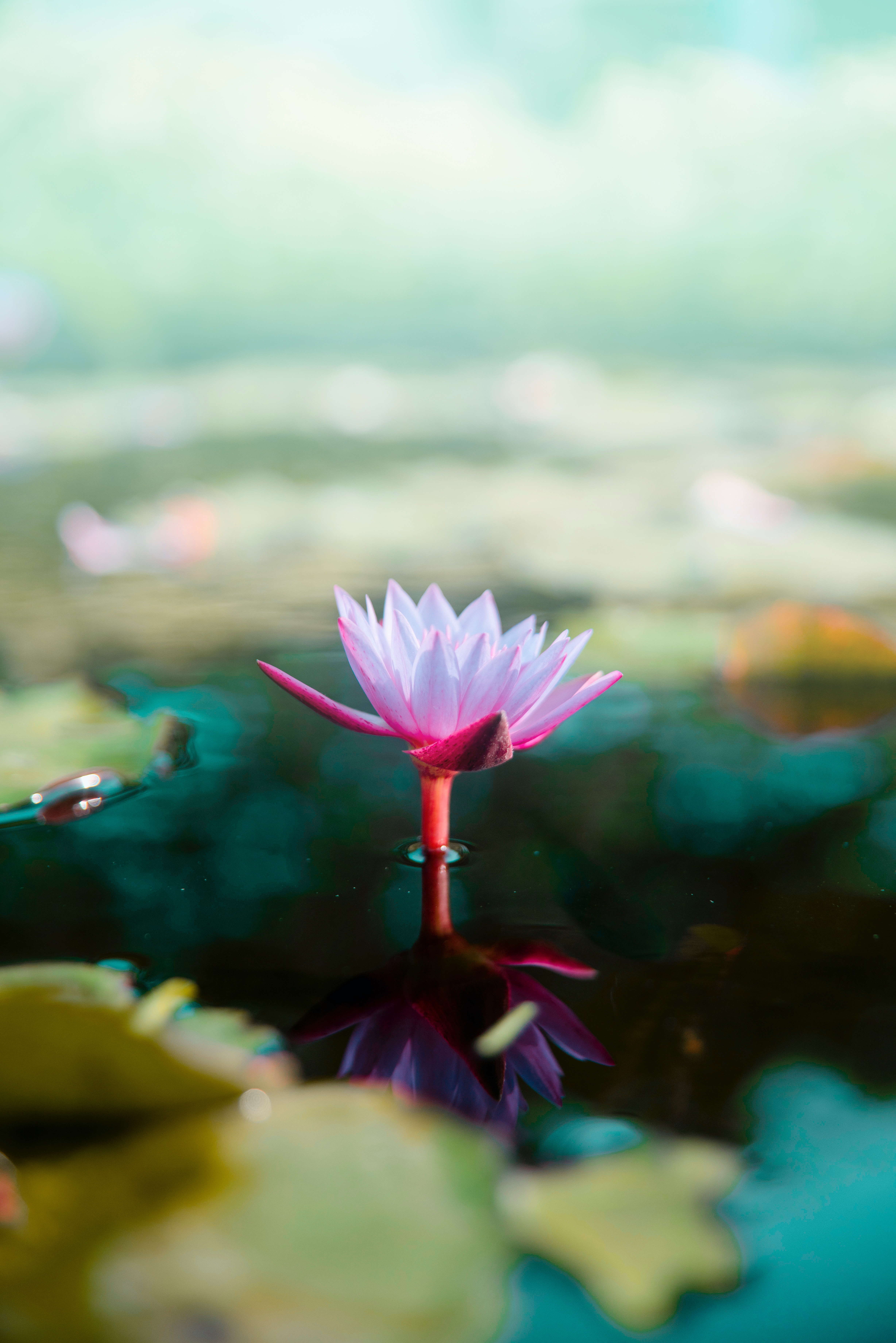 莲花壁纸iphone X Xs 莲花高清图片 1125x2436 免费下载图片 莲花壁纸iphone X Xs 莲花高清图片 1125x2436 免费下载图片