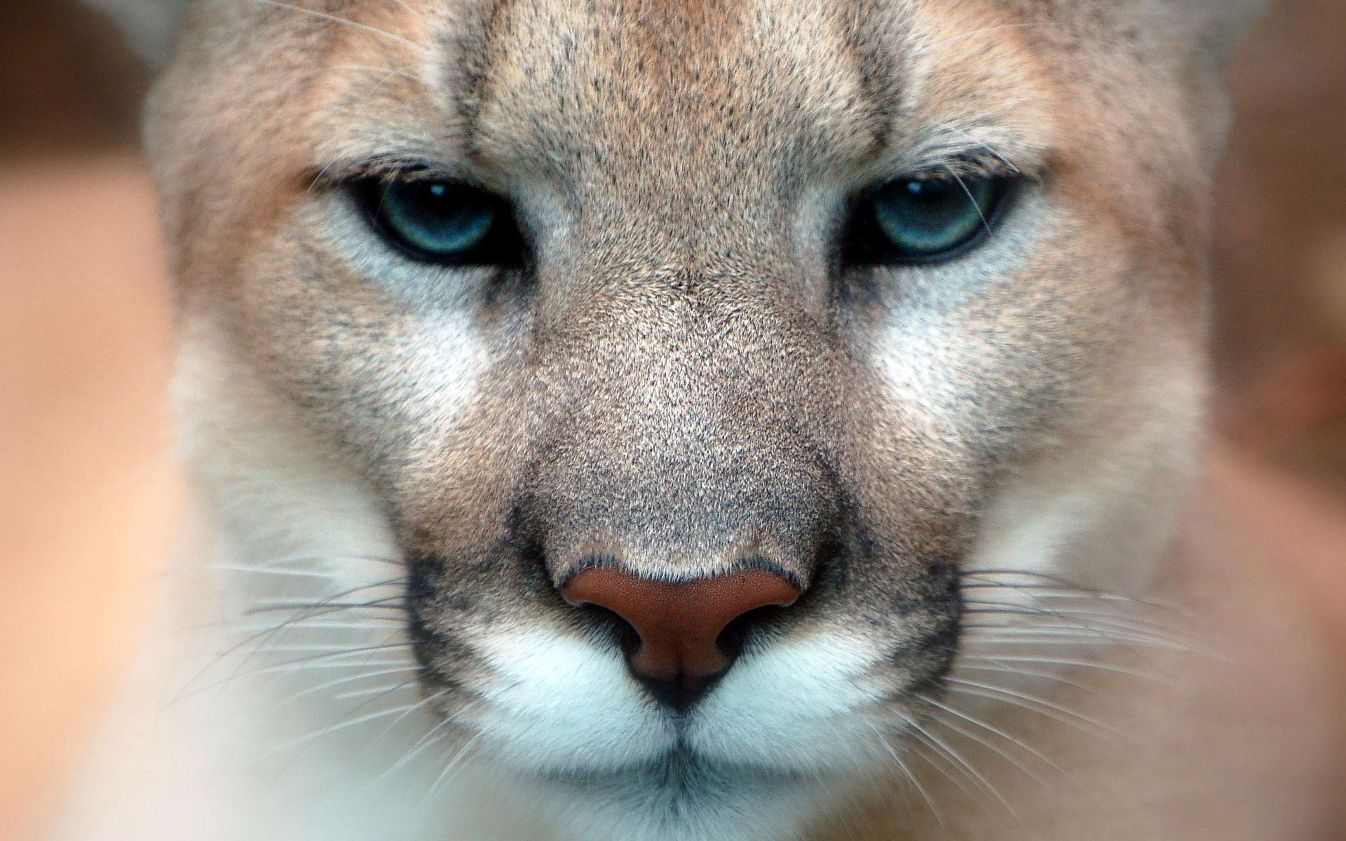 猫科 野生动物 鼻子 Puma 动植物高清壁纸 动物图片 桌面背景和图片