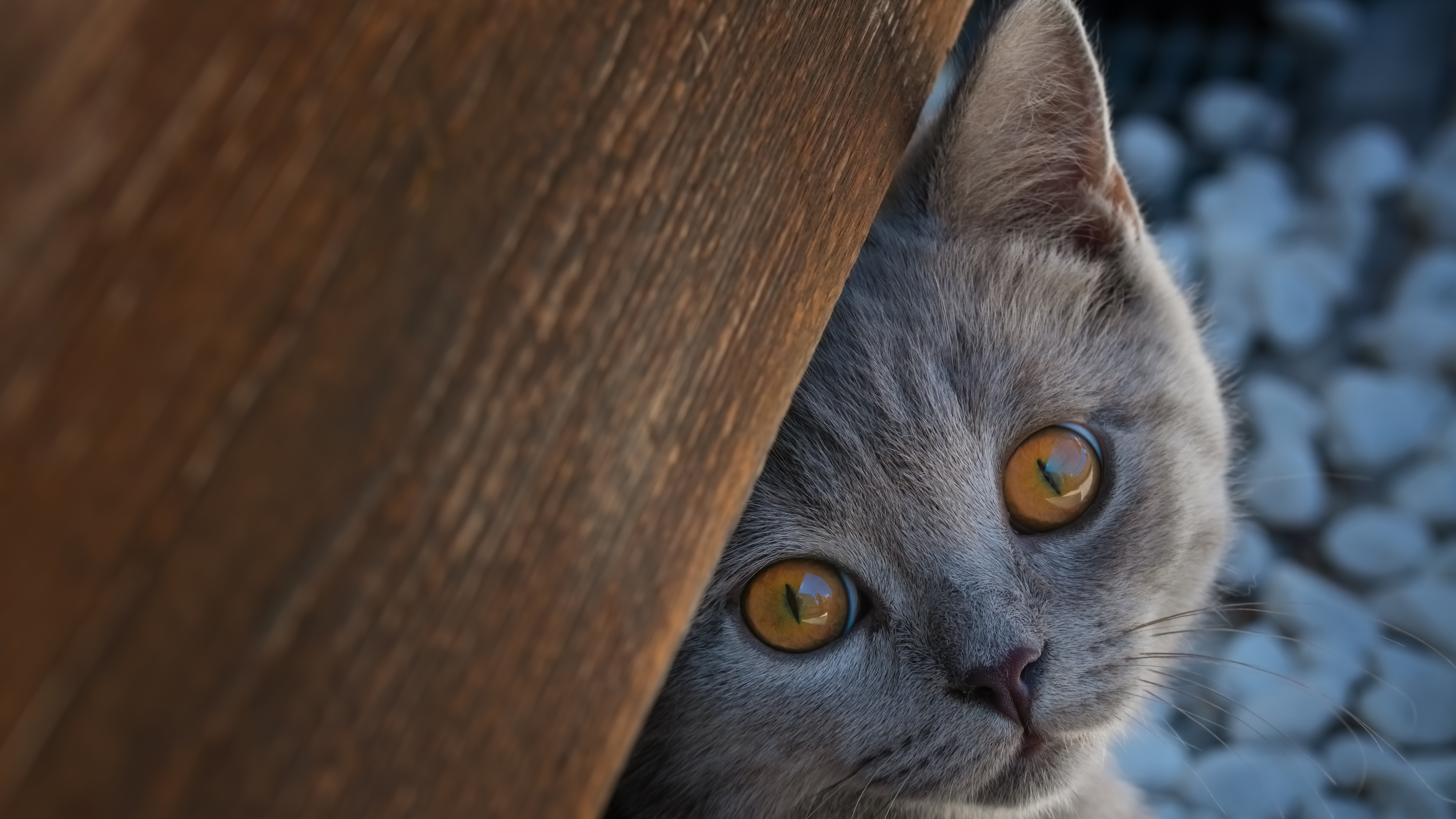kostenlose hintergrundbilder backenbart chartreux american wirehair britisch kurzhaar korat bilder fur ihren desktop und fotos